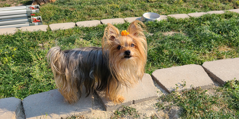 Yogo Yorkies of Montana Puppies For Sale